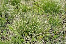 Image result for Digitaria appropinquata