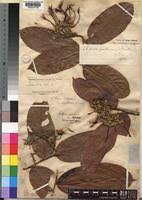 Image result for Dactyladenia