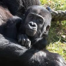 Springing into action – Zoo Berlin