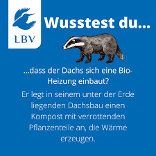 Check spelling or type a new query. Wie Uberwintert Eigentlich Die Natur Lbv Naturschwarmer