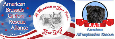 Our goal is to find permanent loving homes for brussels griffons & affenpinschers in need; Welcome To American Brussels Griffon Rescue Alliance