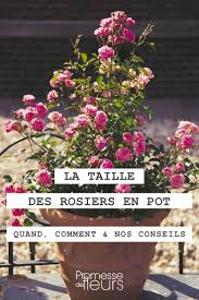 Pourtant, il s'agit bien d'un rosier moderne. Quand Et Comment Tailler Les Rosiers En Pot Explications Et Conseils
