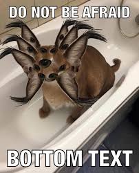 Do Not Be Afraid Bottom Text Memes Video Gifs Do Memes Not Memes Afraid Memes Text Memes