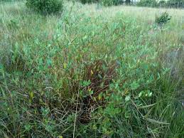 Image result for Cryptolepis oblongifolia