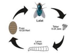 Metamorfosis sempurna ditandai dengan perubahan bentuk tubuh pada serangga dengan perbedaan yang sangat terlihat antara fase larva dan fase imago (dewasa). Jelaskan Perbedaan Tahapan Metamorfosis Sempurna Dan Tidak Sempurna