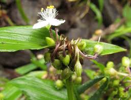 Image result for Commelinaceae