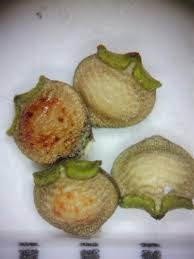 Image result for Rhynchospora eximia