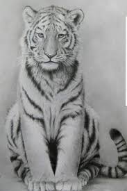 Now using your pencil or other drawing tool, begin to lightly sketch out the shape of the tiger's lips and nose. 13 Tiger Drawings Ideas Drawings Animal Drawings Tiger Drawing