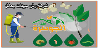 فراشة ايكيا