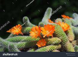 [Hình: images?q=tbn:ANd9GcTq-gc2DKrcIdr8H5Nfam5...o&usqp=CAU]