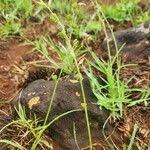 Image result for Chlorophytum affine