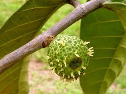 Image result for Treculia