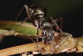 Once plants are outdoors, is there anything i can use that will deter ants. The Ecological Importance Of Ants Space For Life