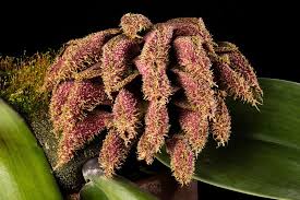 Image result for Bulbophyllum josephi