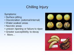 Postharvest Losses Ppt Video Online Download