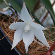 Image result for Aerangis collum-cygni