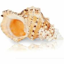 Check spelling or type a new query. Conch Shells For Sale Ebay