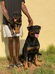 German rottweilers for sale in florida !! Rottweilers Uae Home Facebook