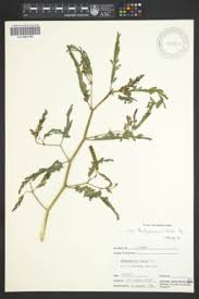 Image result for Aeschynomene glauca