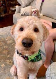 They make excellent house dogs, interact well with children, and get along with other. Top 5 Rescue Goldendoodles For Adoption Puppies Retired We Love Doodles