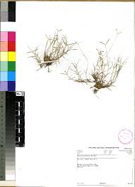 Image result for Cynodon incompletus