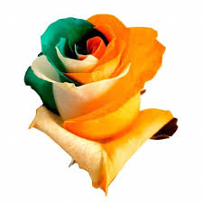 When buying our cbd flower, you can expect high quality at great prices. Fresh Irish Flag Roses Orange White And Green Farm Direct Delivery