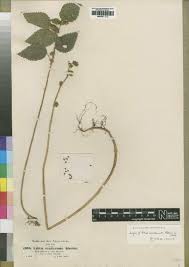 Image result for Girardinia bullosa