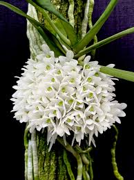 Image result for Diaphananthe lebelii
