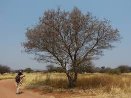 Image result for Philenoptera nelsii