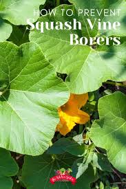 Definitely, check the rest of your plants. Protect Squash And Zucchini From Vine Squash Borer The Kitchen Garten