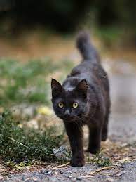 17 Pics Stray Cat Photos Black Street Cats Photos From Last Month Crazy Cats Cat Photo Cats