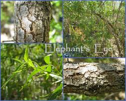 Image result for Searsia leptodictya