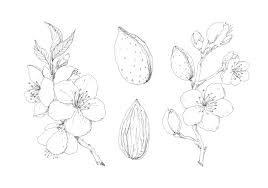 Post anything from your favourite piece of pen & ink art to questions about how to improve your style. Blooming Almond Hand Drawn Pen Ink Botanical Illustration By Olyamore Thehungryjpeg Com