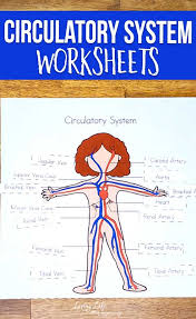 Pin On Human Body Activities For Kids