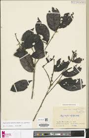 Image result for Magnistipula