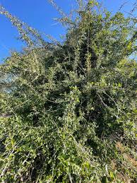 Image result for Maclura africana