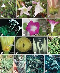 Image result for Ipomoea fanshawei