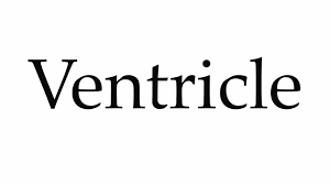 How to pronounce mediastinum (audio) \. How To Pronounce Ventricle Youtube