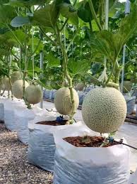 Melon Cucumis Melo Especes Vegetales De Reptiles Cucurbitacees Et Cette Cette Cucumis Cucurbitacees De Melonen Anbauen Garten Anpflanzen Pflanzen