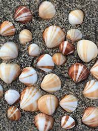 Seashell Sunburst Spectral Bittersweet Clam Seashells 2 Etsy Seashells For Sale Sea Shells Shell Crafts Diy