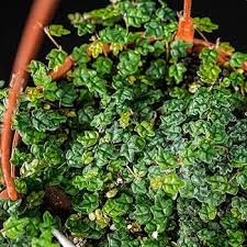 Image result for Ficus persicifolia