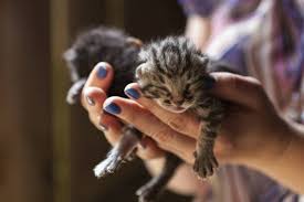 Ramai orang baik yang nak rescue anak kucing tanpa ibu dengan cara menyusukan anak kucing dengan botol susu. 8 Cara Merawat Kucing Umur 1 Bulan Tanpa Induk Arenahewan Com