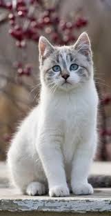 Pretty Colors On This Cat Schonen Katzen Katzen Hubsche Katzen