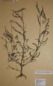 Image result for Aeschynomene tenuirama