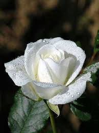 Water beautiful white flowers images. 28 White Roses Ideas White Roses Beautiful Roses Love Rose