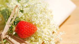 13 Leckere Rezepte Mit Holunderbluten Holunderbluten Rezepte Rezepte Lecker