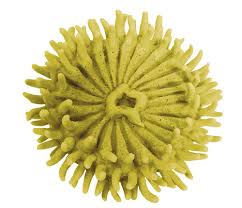 Image result for Arthropteris anniana