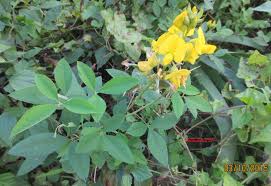 Image result for Crotalaria bernieri