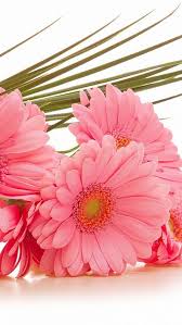 Gerbera Flowers Bouquet Pink Green 37930 640x1136 Flower Wallpaper Flowers Bouquet Pink Flowers