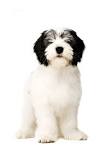 ZielonaGora PONS - Polish Lowland Sheepdogs